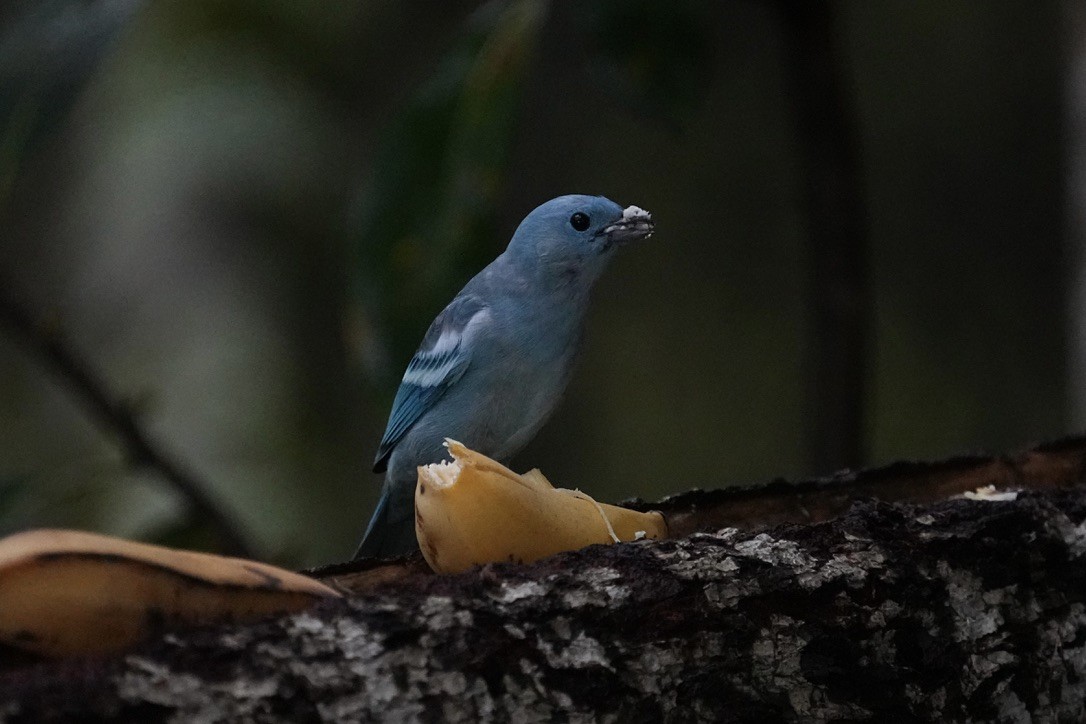 Blue-gray Tanager - ML611170926