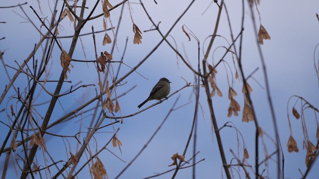 Hammond's Flycatcher - ML611170941