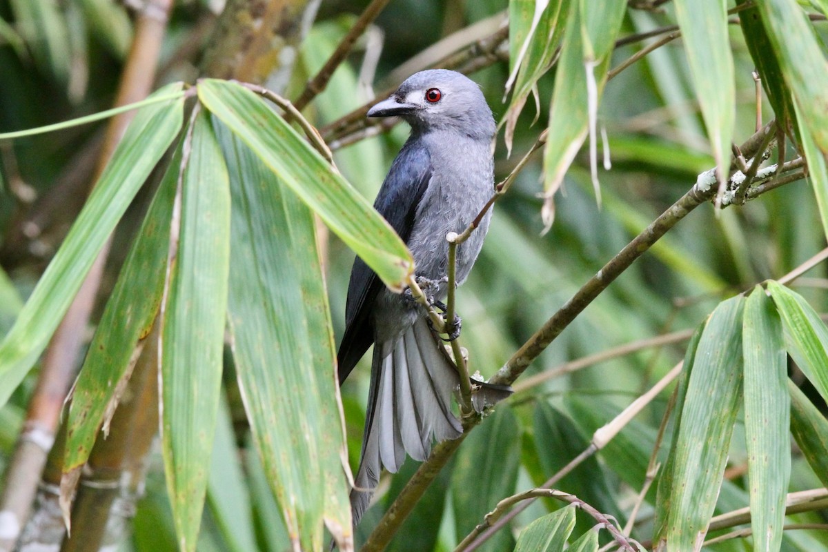 Ashy Drongo (Bornean) - ML611171001