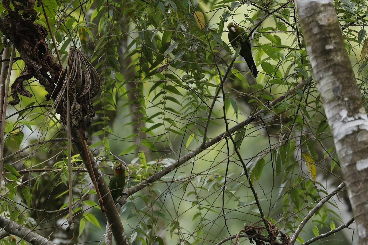 Sulphur-winged Parakeet - Charlie Keller