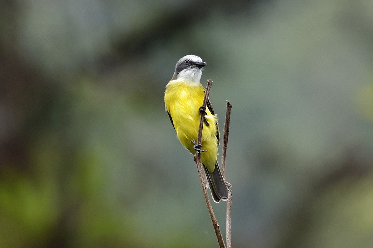 Gray-capped Flycatcher - Charlie Keller