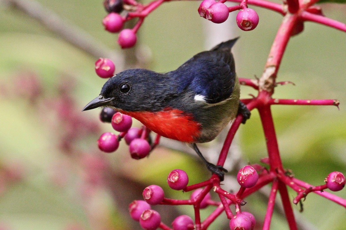 Black-sided Flowerpecker - ML611171069