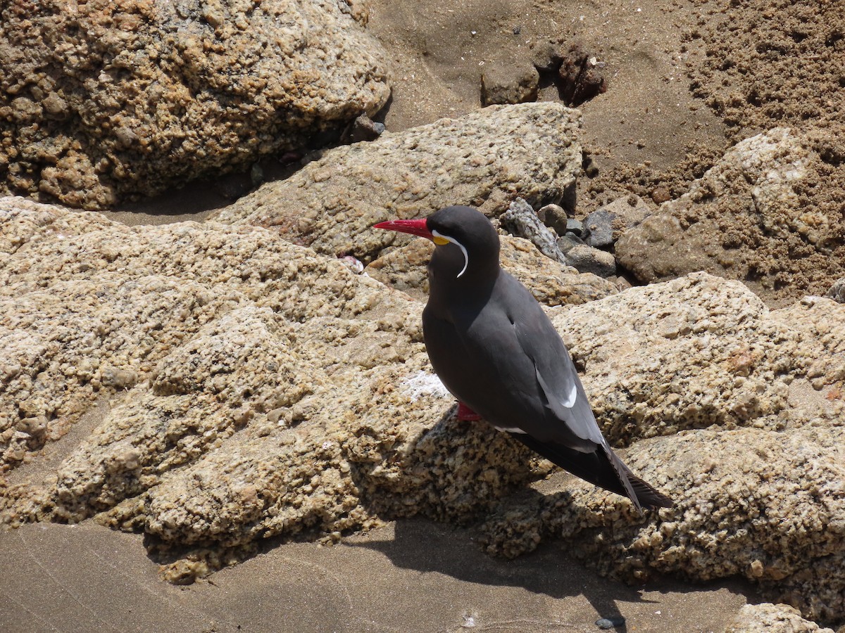 Inca Tern - Nelson Contardo