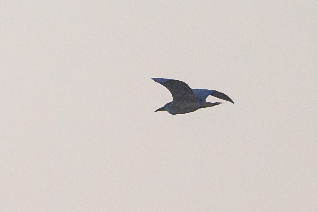 Black-crowned Night Heron - Stephen Davies