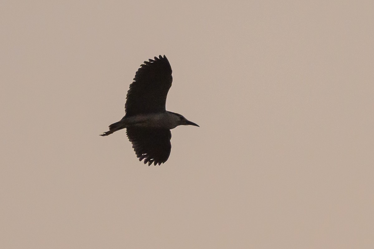 Black-crowned Night Heron - Stephen Davies