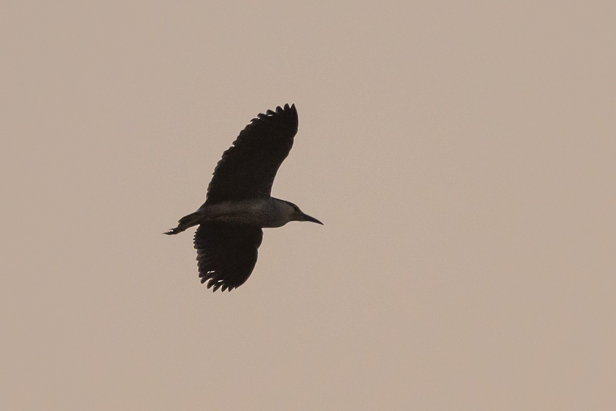 Black-crowned Night Heron - Stephen Davies