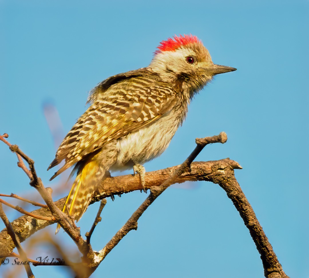 Cardinal Woodpecker - Susan Mac