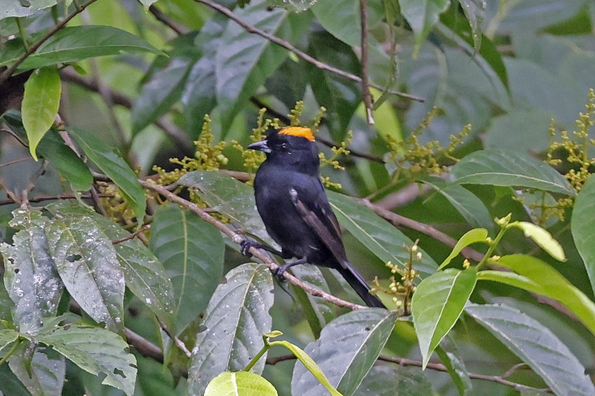 Tawny-crested Tanager - Charlie Keller