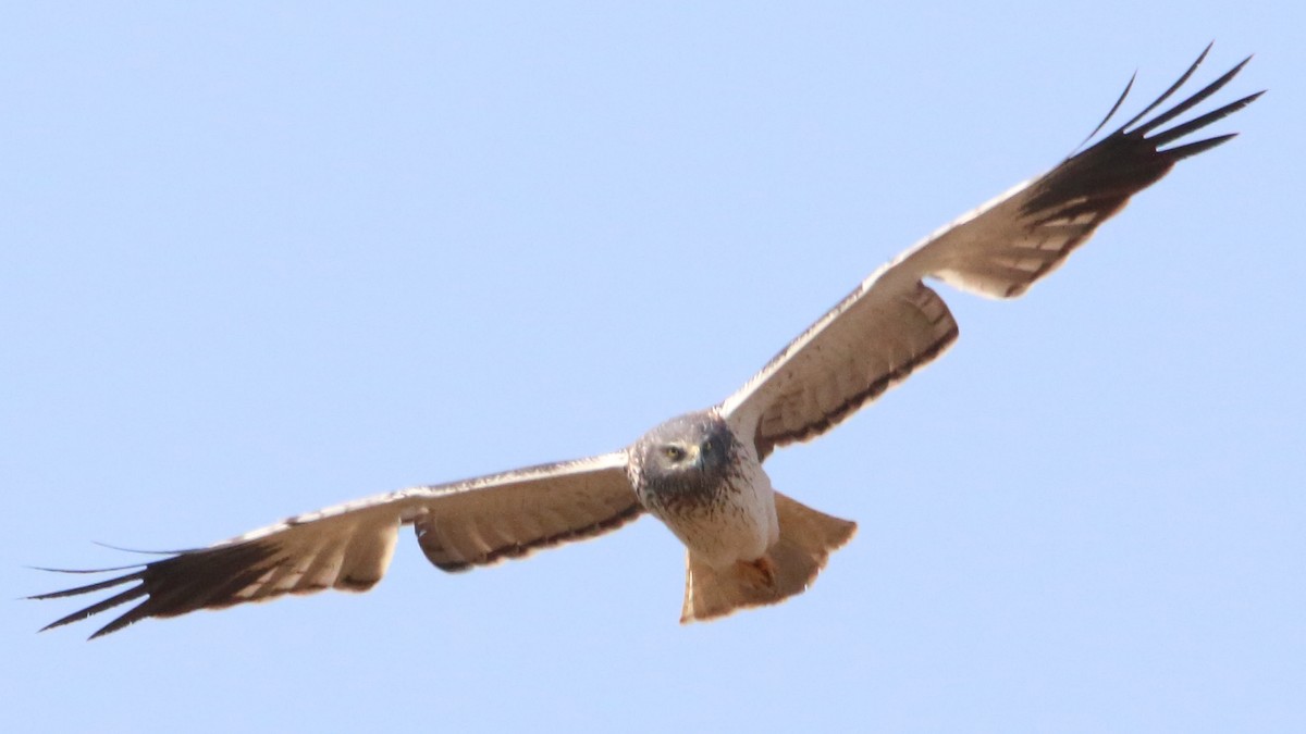 Malagasy Harrier - Rick Folkening