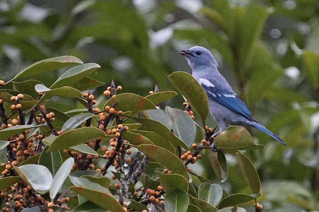 Blue-gray Tanager - ML611171307