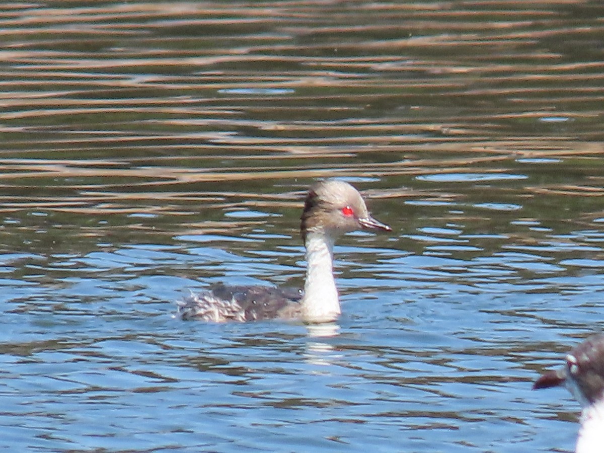 Silvery Grebe - ML611171324