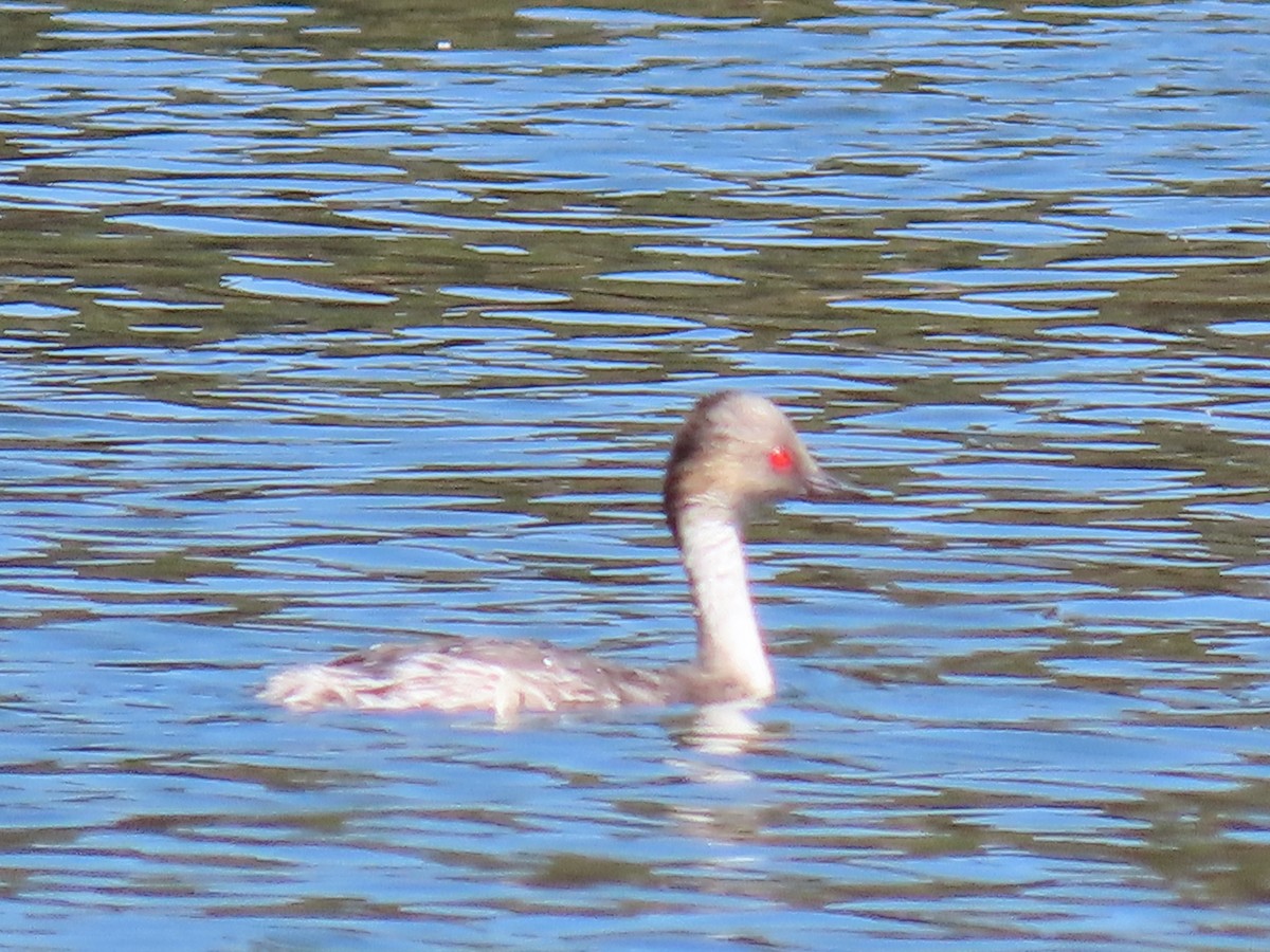 Silvery Grebe - ML611171326