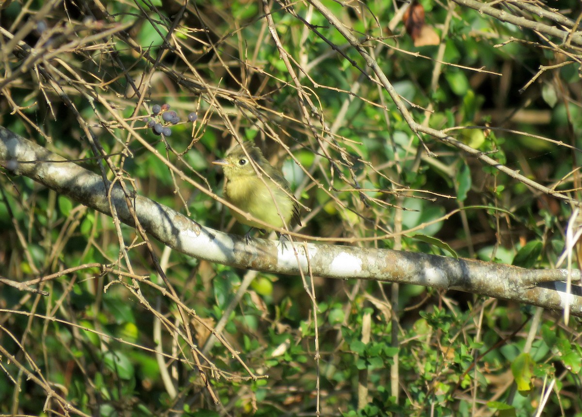 Western Flycatcher - Kim Harrell