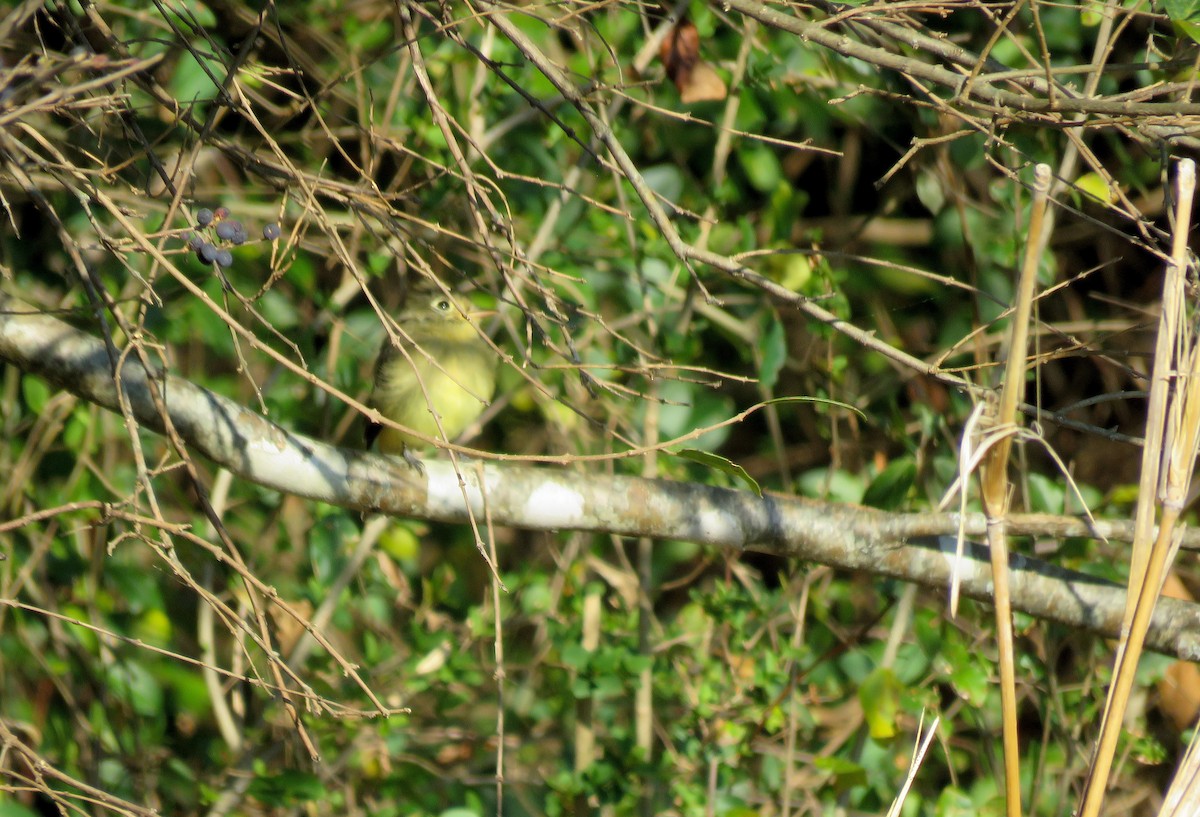 Western Flycatcher - ML611171346