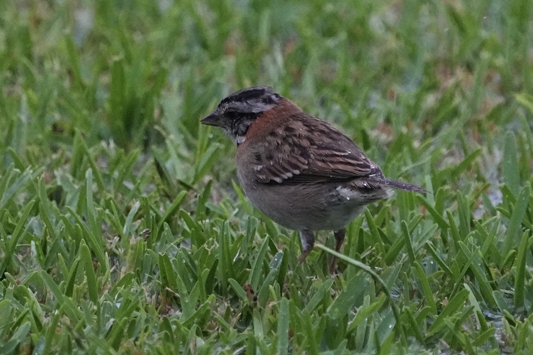 Rufous-collared Sparrow - ML611171350