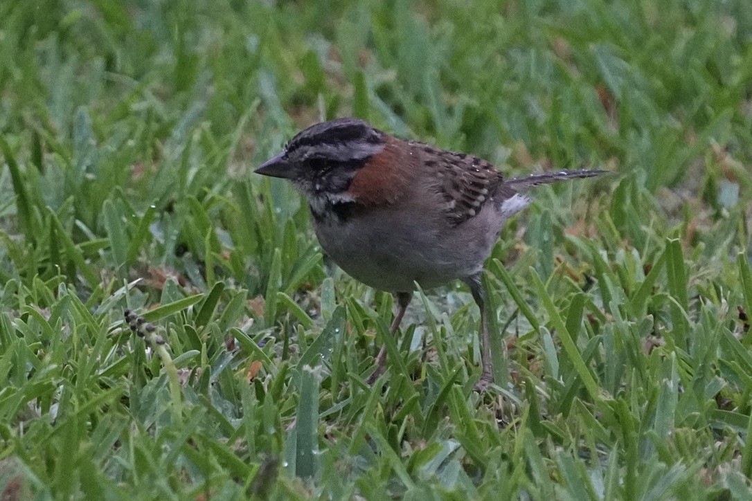 Rufous-collared Sparrow - ML611171353