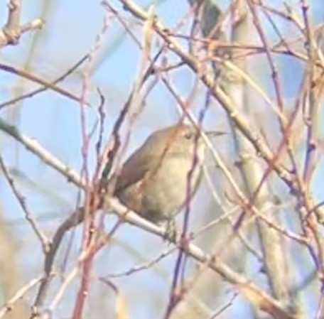 House Wren - ML611171396