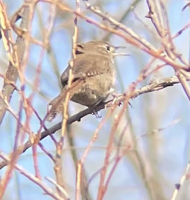 House Wren - ML611171397