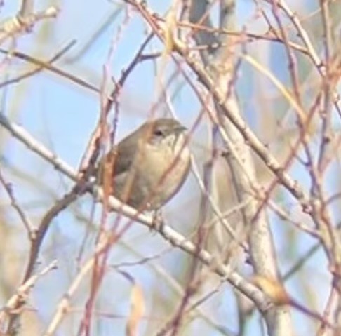 House Wren - ML611171398