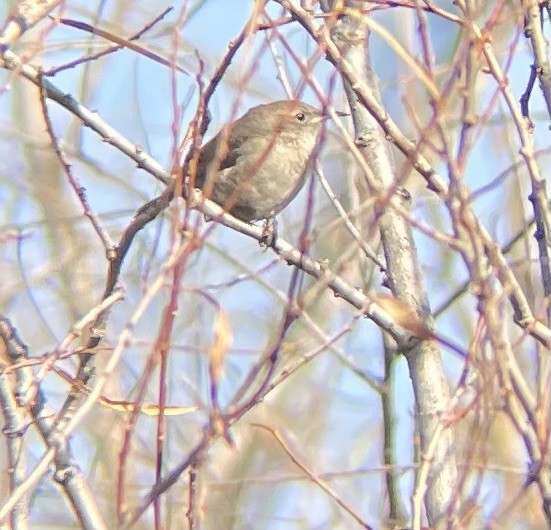 House Wren - ML611171399