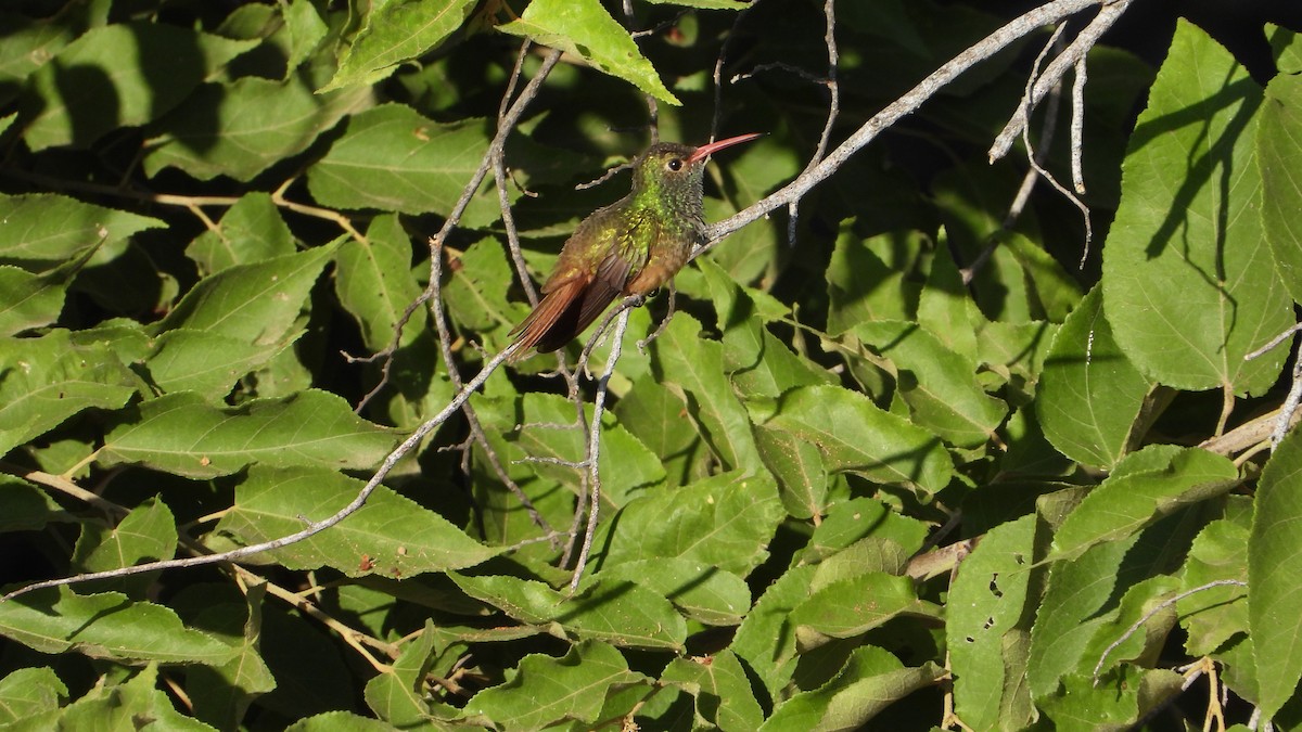 Buff-bellied Hummingbird - Aura Orozco (Mexihca-Aves Birding) 🦩