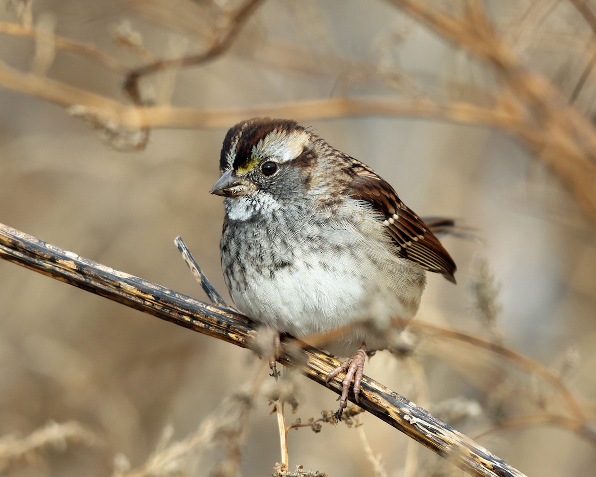 White-throated Sparrow - ML611171615