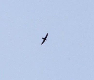 White-collared Swift - Rubélio Souza