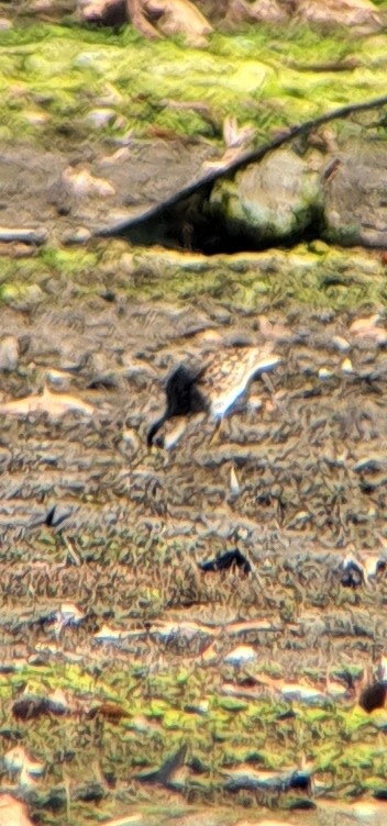 Pectoral Sandpiper - ML611171810