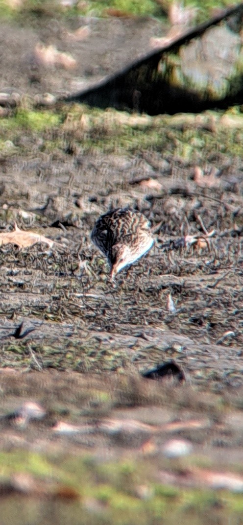 Pectoral Sandpiper - ML611171812