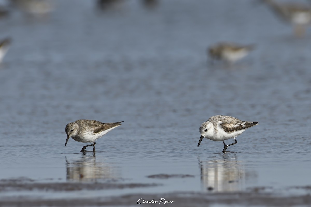 Bécasseau sanderling - ML611171852