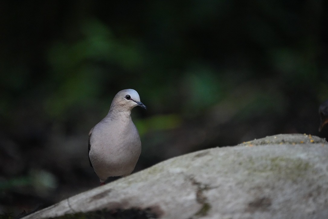 Gray-fronted Dove - ML611171922