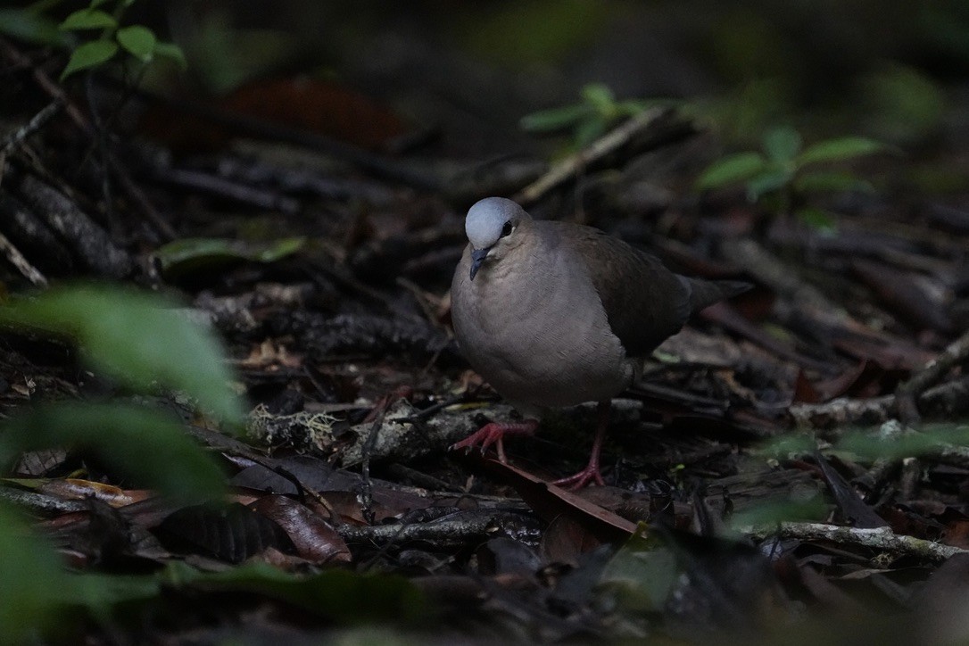Gray-fronted Dove - ML611171932
