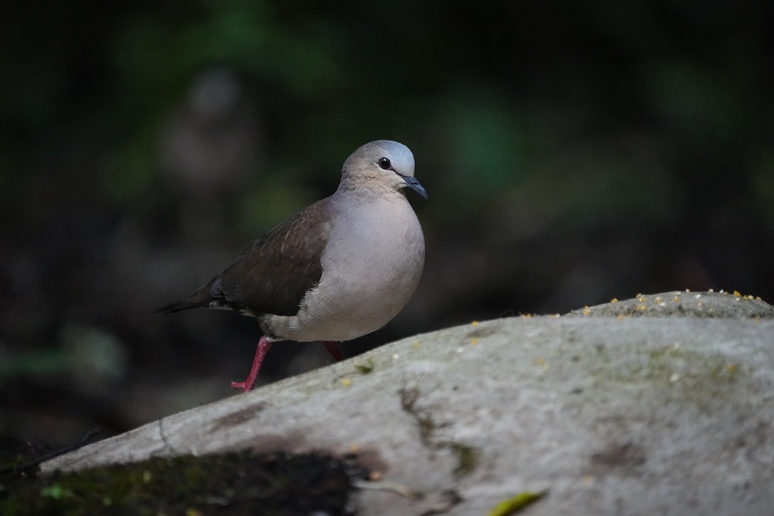 Gray-fronted Dove - ML611171933