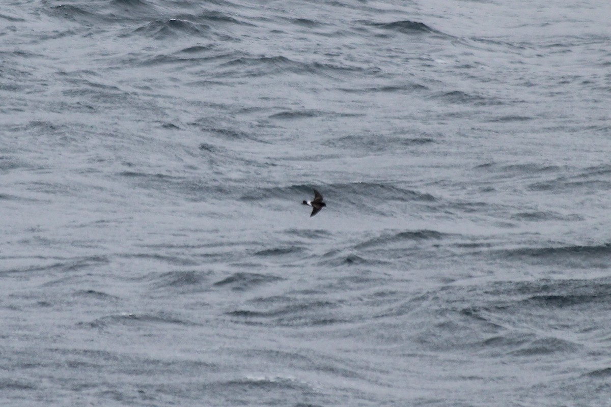 Wilson's Storm-Petrel - Adrien Pajot