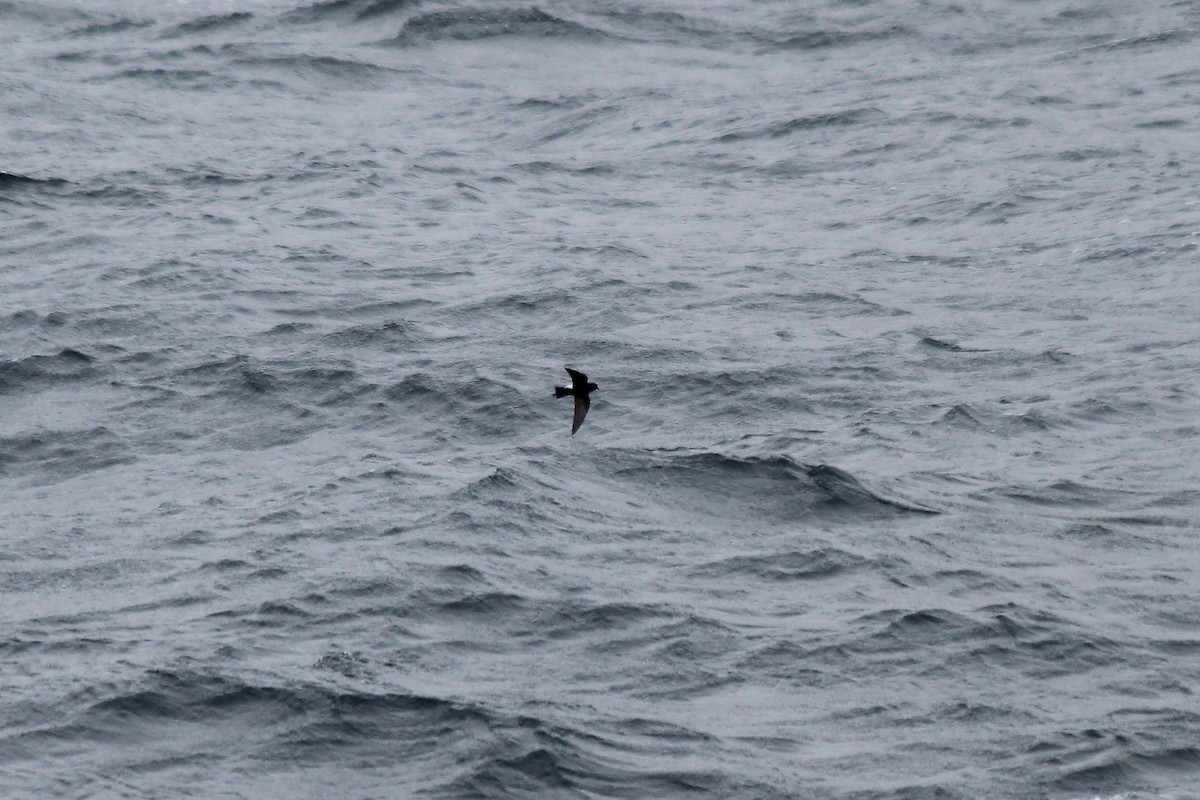 Wilson's Storm-Petrel - Adrien Pajot