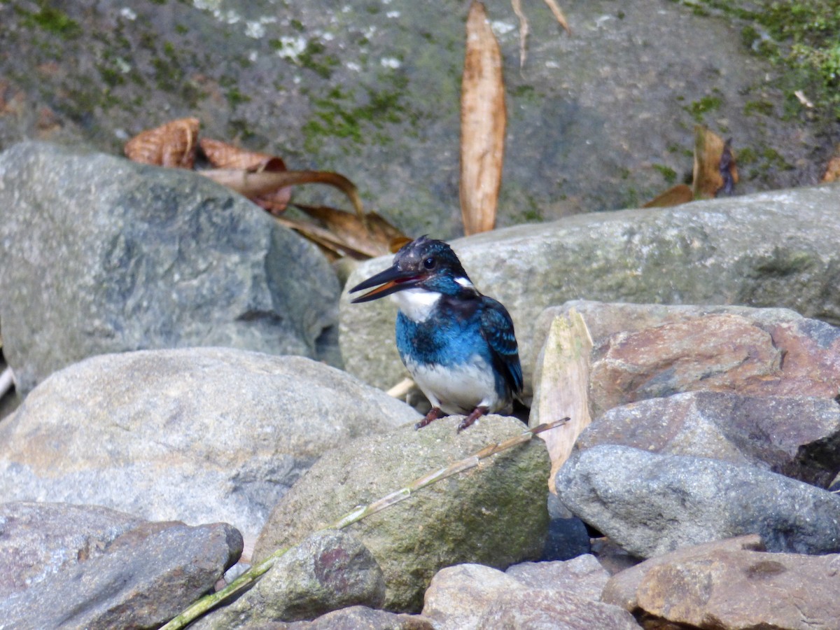 Javan Blue-banded Kingfisher - Rich Bayldon