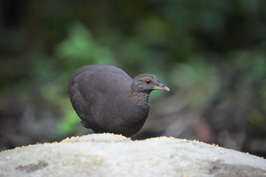 Cinereous Tinamou - ML611172143