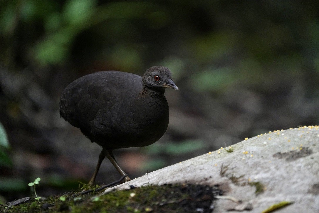 Cinereous Tinamou - Christopher Carlson