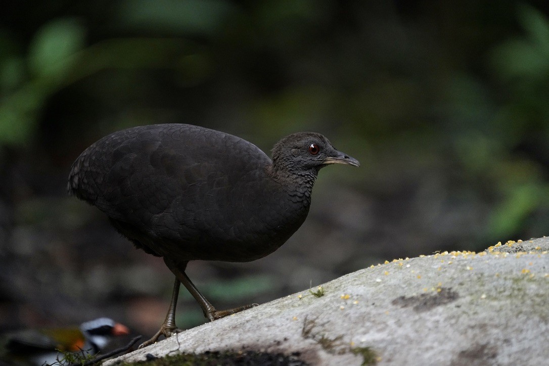 Tinamou cendré - ML611172152