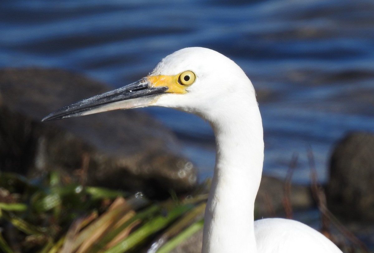 Snowy Egret - ML611172286