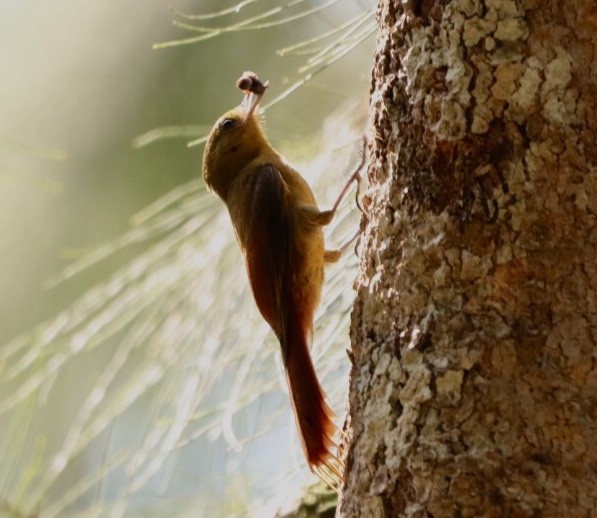 Olivaceous Woodcreeper - ML611172309