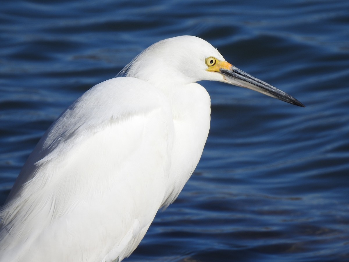 Snowy Egret - Barbara Clise