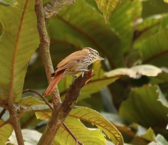 Streaked Xenops - ML611172343