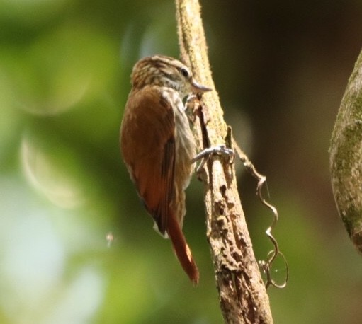 Streaked Xenops - Rubélio Souza