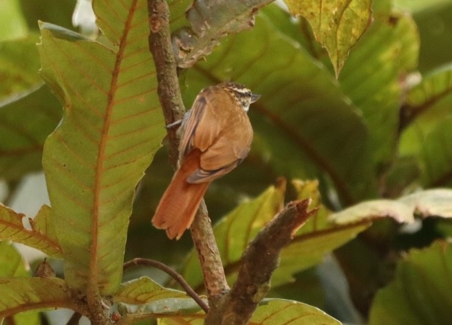 Streaked Xenops - ML611172347