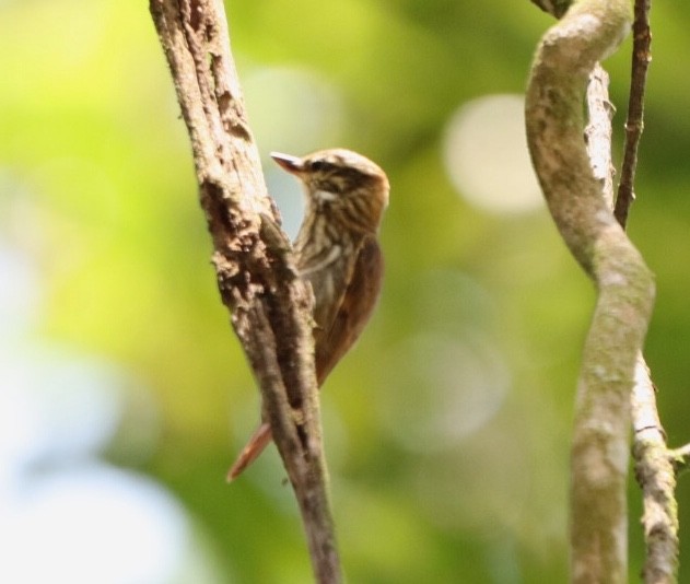 Streaked Xenops - ML611172349