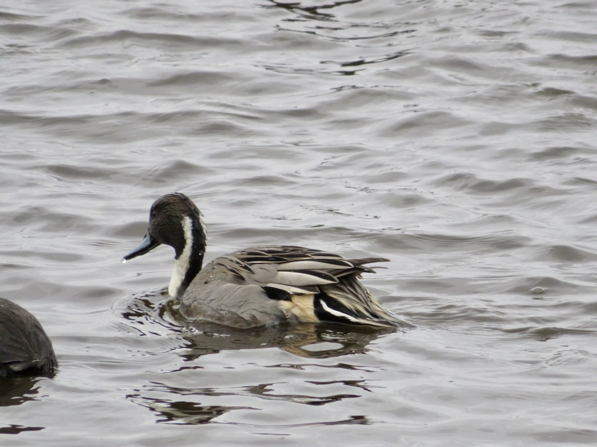 Northern Pintail - ML611172363