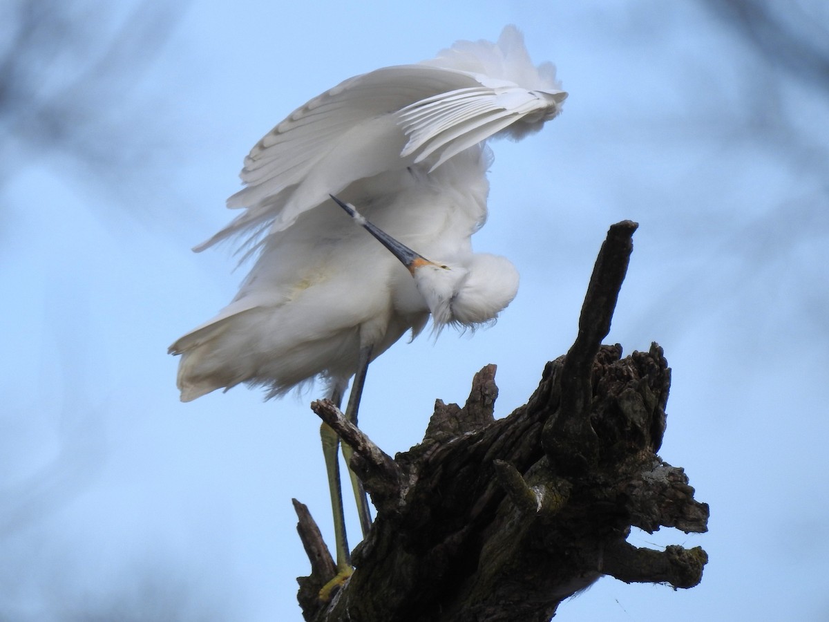 Snowy Egret - ML611172395