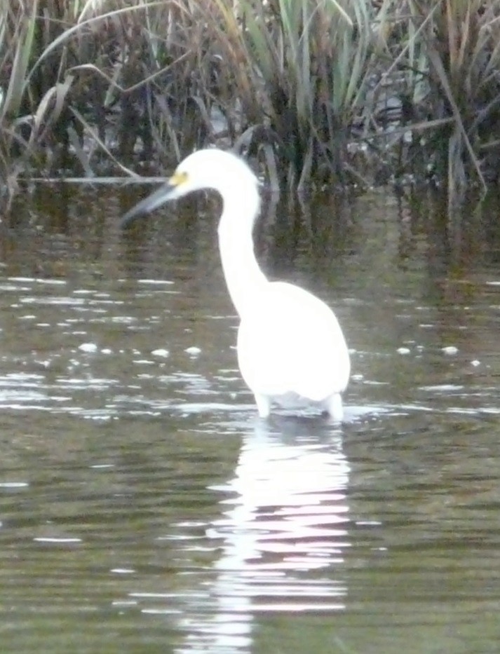 Snowy Egret - ML611172396