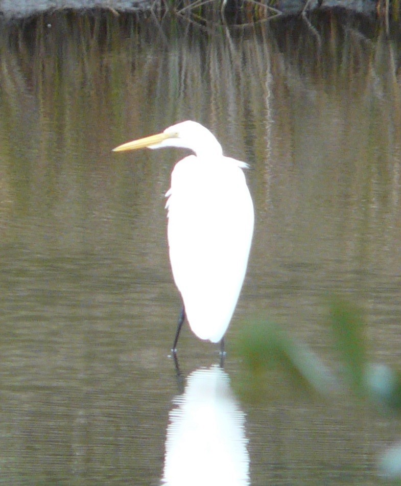 Great Egret - ML611172400